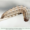 chazara briseis larva4a